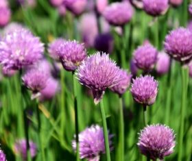 Purple onion flower Stock Photo 01