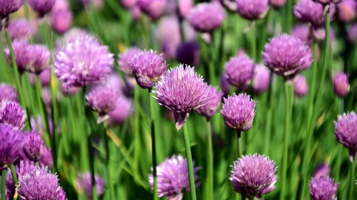 Purple onion flower Stock Photo 01