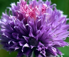 Purple onion flower Stock Photo 02