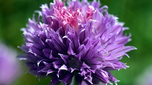 Purple onion flower Stock Photo 02