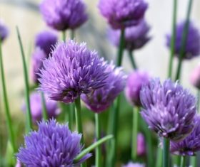 Purple onion flower Stock Photo 03