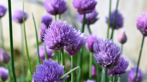 Purple onion flower Stock Photo 03