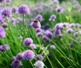 Purple onion flower Stock Photo 04