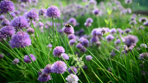 Purple onion flower Stock Photo 04