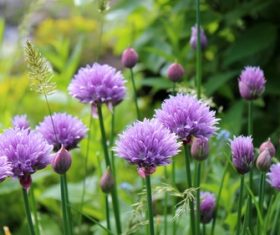 Purple onion flower Stock Photo 05