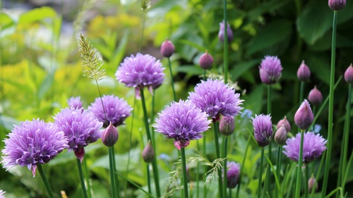 Purple onion flower Stock Photo 05