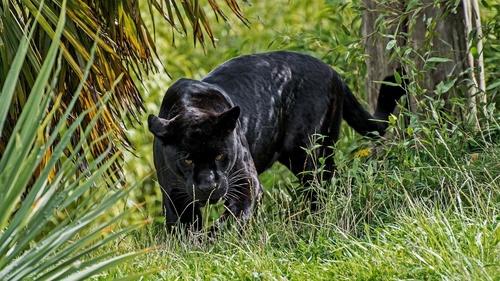 Rare wild black leopard Stock Photo 01