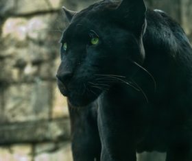 Rare wild black leopard Stock Photo 02