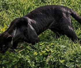 Rare wild black leopard Stock Photo 03