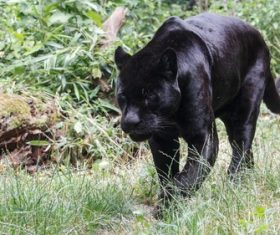 Rare wild black leopard Stock Photo 04