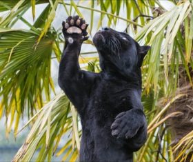 Rare wild black leopard Stock Photo 05
