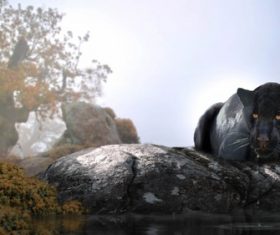 Rare wild black leopard Stock Photo 06