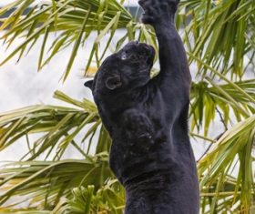 Rare wild black leopard Stock Photo 07