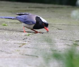 Red-billed Blue Magpie Stock Photo 01