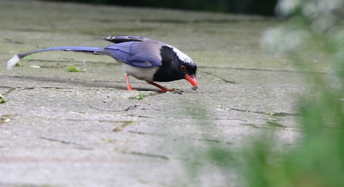 Red-billed Blue Magpie Stock Photo 01