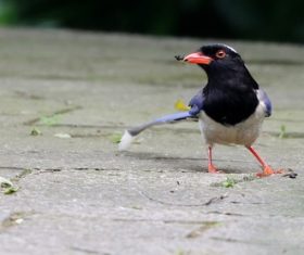 Red-billed Blue Magpie Stock Photo 02