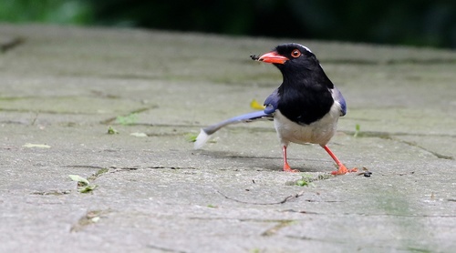 Red-billed Blue Magpie Stock Photo 02