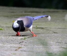 Red-billed Blue Magpie Stock Photo 03