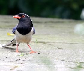 Red-billed Blue Magpie Stock Photo 04