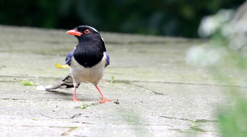 Red-billed Blue Magpie Stock Photo 04