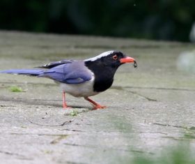 Red-billed Blue Magpie Stock Photo 05