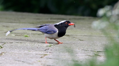 Red-billed Blue Magpie Stock Photo 05