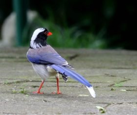 Red-billed Blue Magpie Stock Photo 06