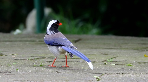 Red-billed Blue Magpie Stock Photo 06