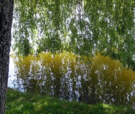Riverside weeping willow reflection Stock Photo