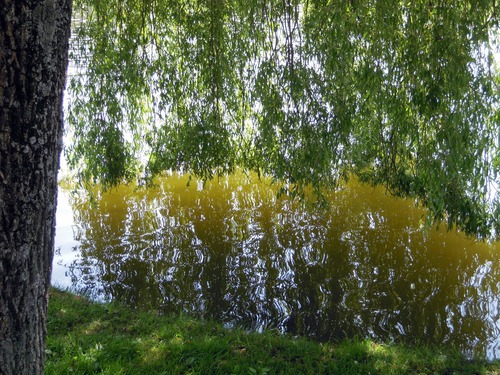 Riverside weeping willow reflection Stock Photo
