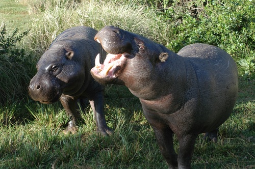 Robust hippo Stock Photo 01