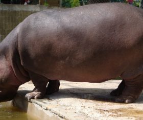 Robust hippo Stock Photo 02