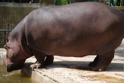 Robust hippo Stock Photo 02