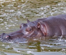 Robust hippo Stock Photo 03