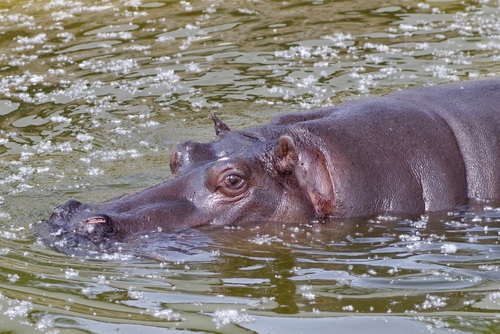 Robust hippo Stock Photo 03