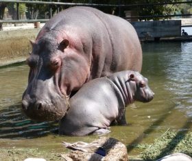 Robust hippo Stock Photo 04
