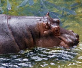 Robust hippo Stock Photo 05