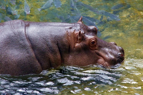 Robust hippo Stock Photo 05