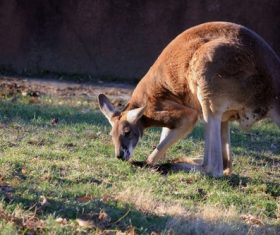 /Robust kangaroo Stock Photo 01