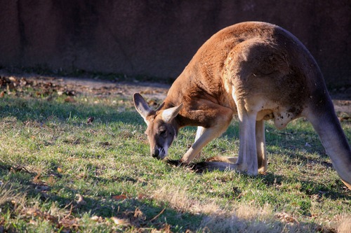 /Robust kangaroo Stock Photo 01