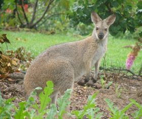 Robust kangaroo Stock Photo 02