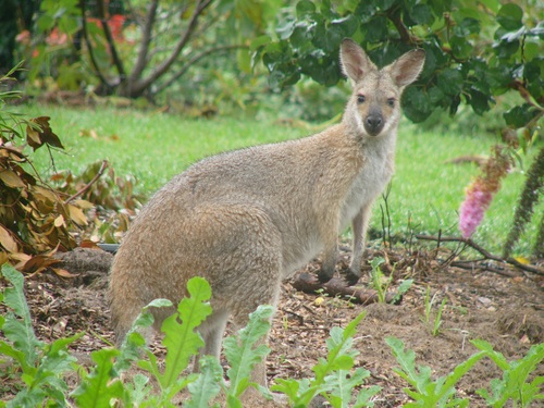Robust kangaroo Stock Photo 02