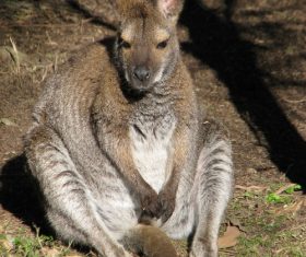 Robust kangaroo Stock Photo 03