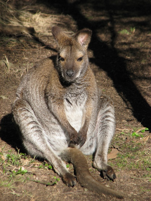 Robust kangaroo Stock Photo 03