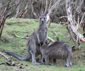 Robust kangaroo Stock Photo 04
