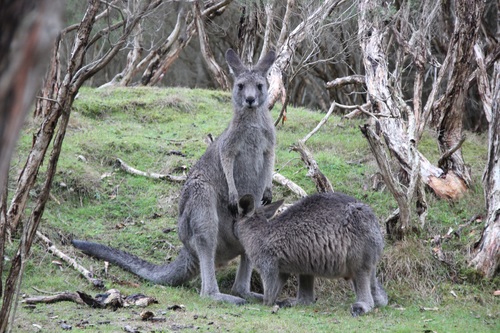 Robust kangaroo Stock Photo 04