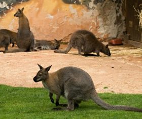 Robust kangaroo Stock Photo 05