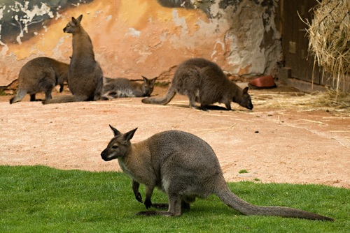 Robust kangaroo Stock Photo 05