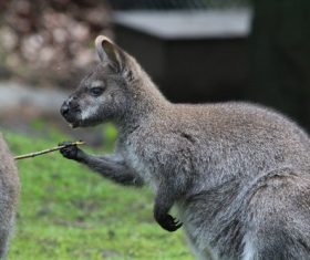 Robust kangaroo Stock Photo 06