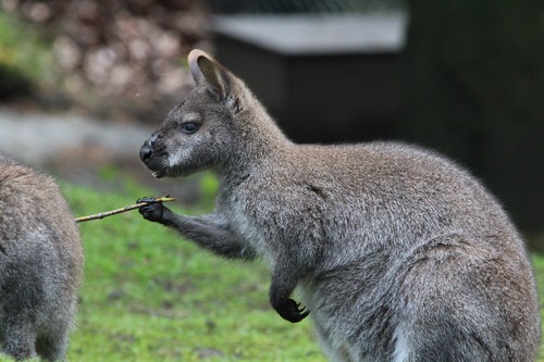 Robust kangaroo Stock Photo 06